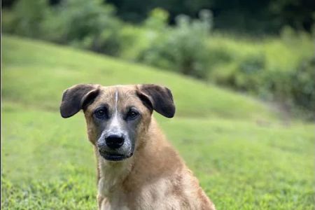 All 4 Paws Animal Hospital