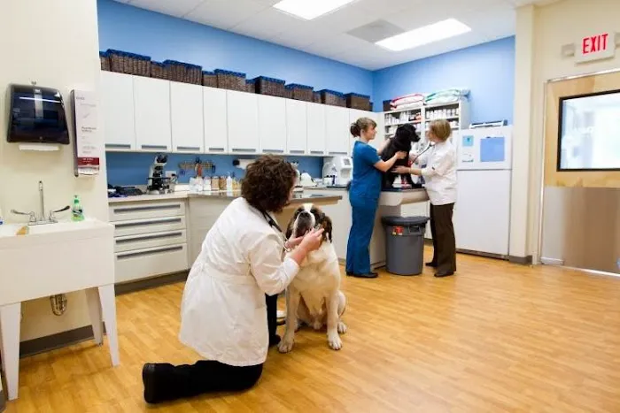 All 4 Paws Animal Hospital 8