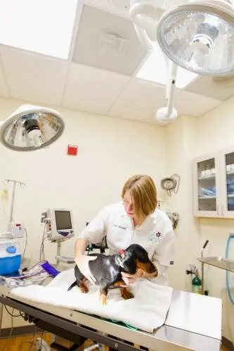 All 4 Paws Animal Hospital 2