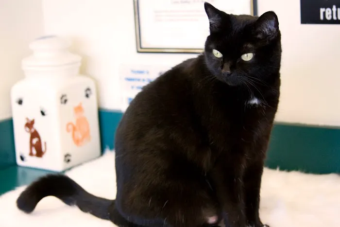 Animal Hospital of Peak Plaza 6
