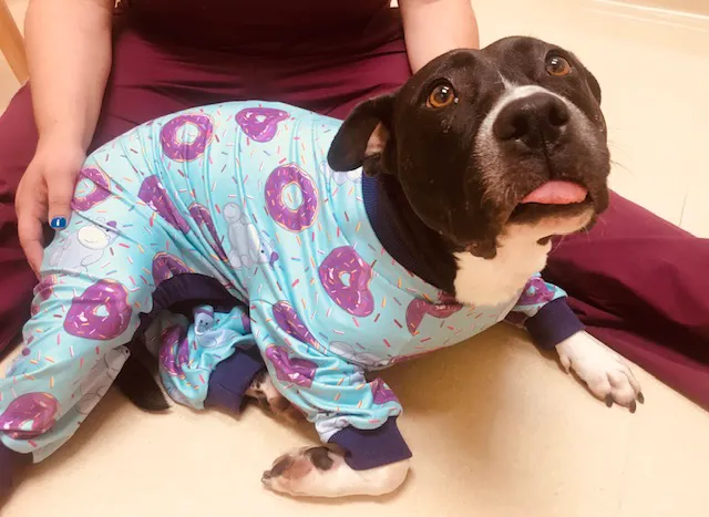 Animal Hospital of Peak Plaza 4