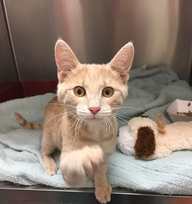 Animal Hospital of Peak Plaza 10