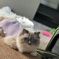 White Oak Mobile Vet ico