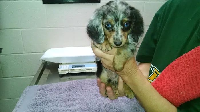 VCA Apex Animal Hospital 3