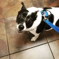 VCA Apex Animal Hospital ico