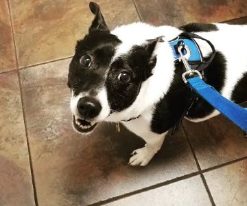 VCA Apex Animal Hospital