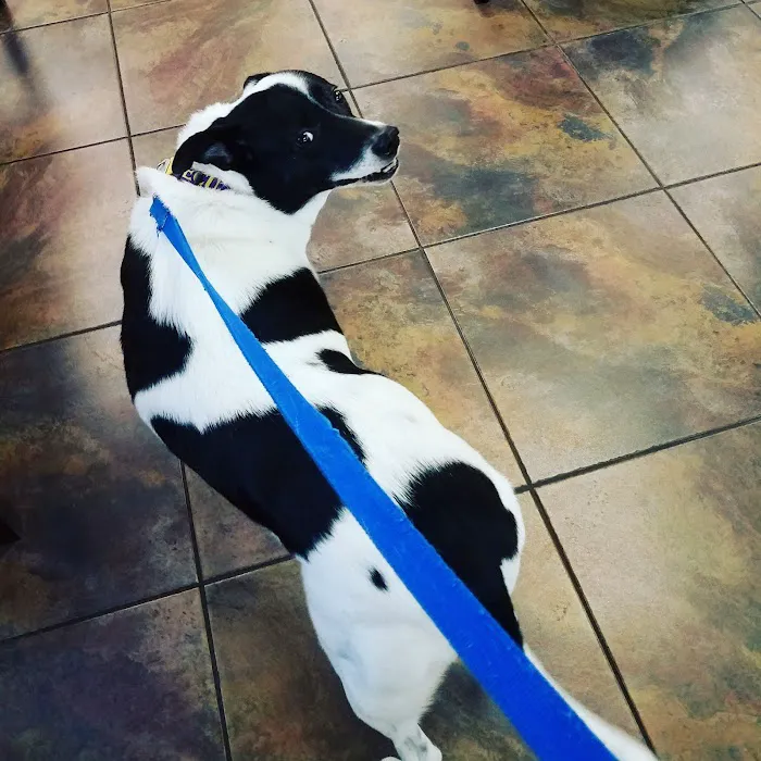 VCA Apex Animal Hospital 4