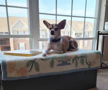 Lake Pine Animal Hospital