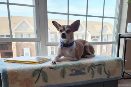 Lake Pine Animal Hospital