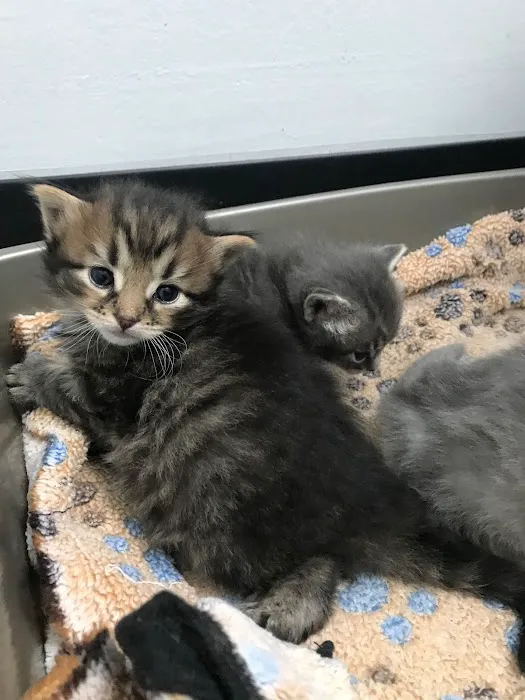 Lake Pine Animal Hospital 12