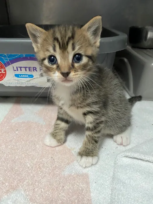 Lake Pine Animal Hospital 12