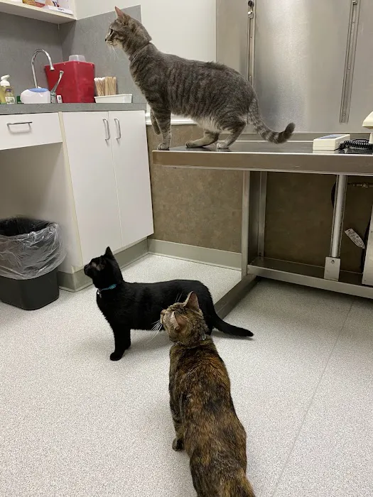 West Cary Animal Hospital 2
