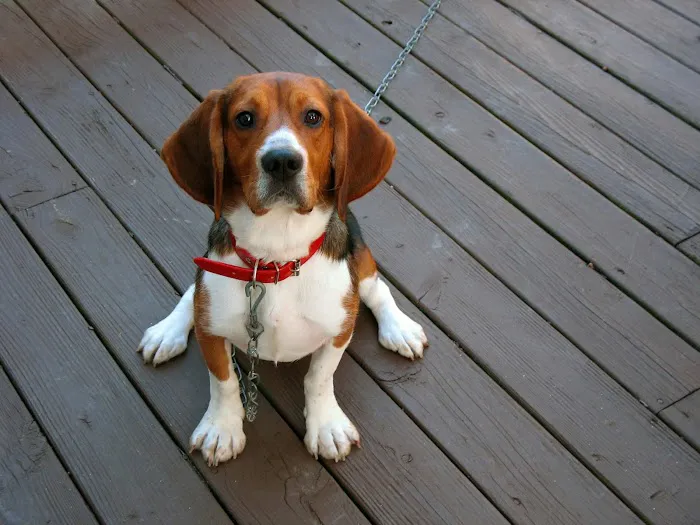 West Cary Animal Hospital 4