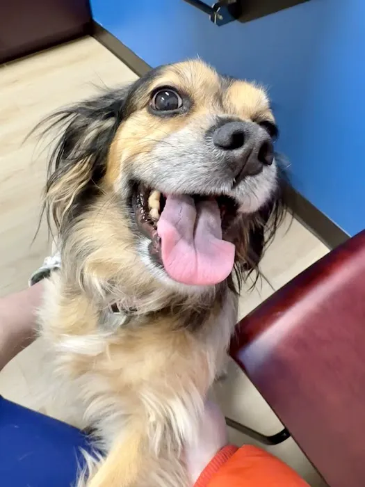 Green Level Animal Hospital 1