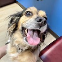Green Level Animal Hospital ico