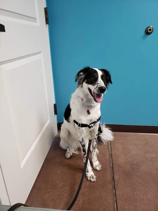 Carpenter Animal Hospital and Pet Inn 1