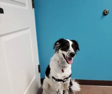 Carpenter Animal Hospital and Pet Inn