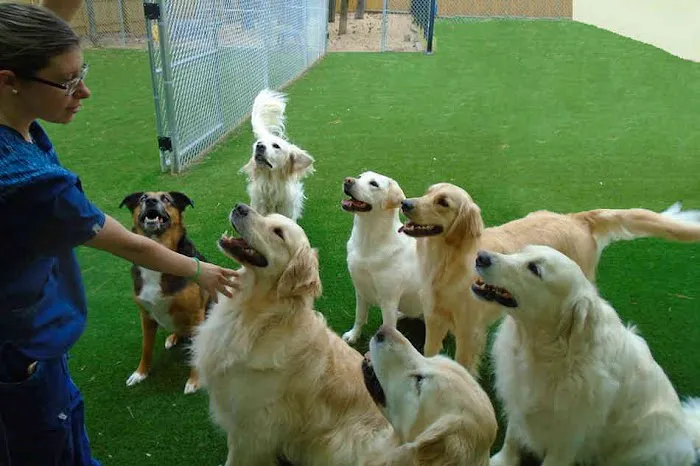 Carpenter Animal Hospital and Pet Inn 7