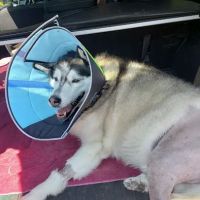Veterinary Surgical Referral Practice ico
