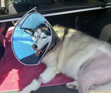 Veterinary Surgical Referral Practice