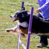 Veterinary Rehabilitation Hospital ico