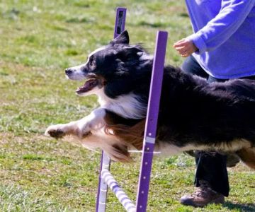 Veterinary Rehabilitation Hospital
