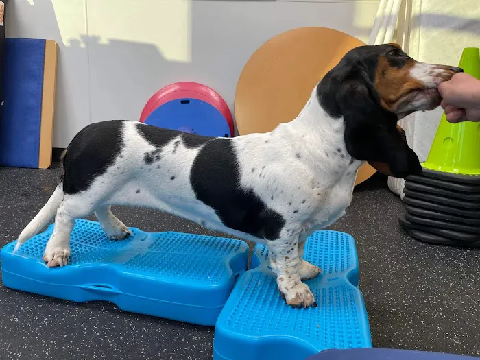 Veterinary Rehabilitation Hospital 7