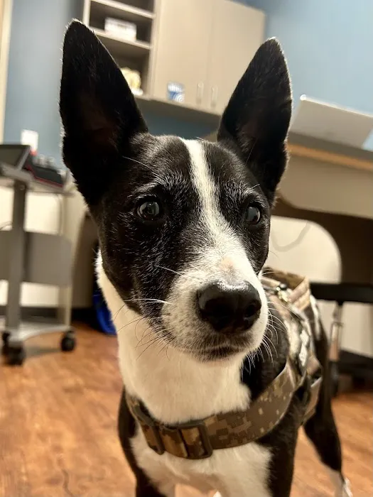 Veterinary Emergency Care 10