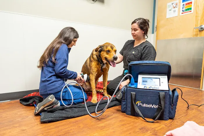 Veterinary Emergency Care 4
