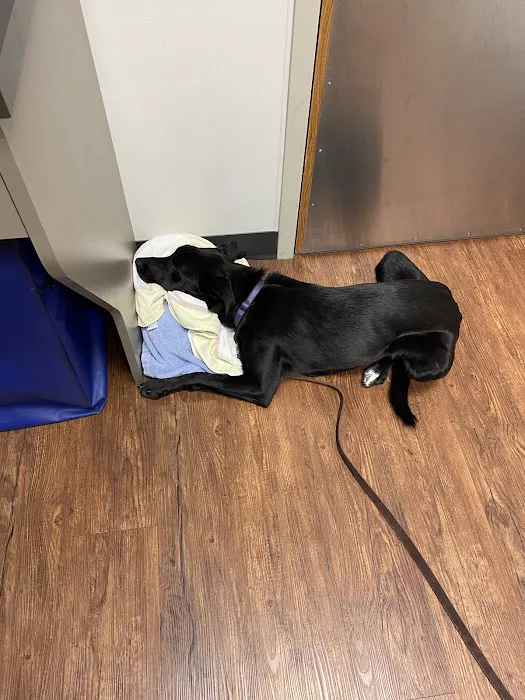 Veterinary Emergency Care 3
