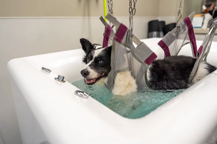 Veterinary Emergency Care 9