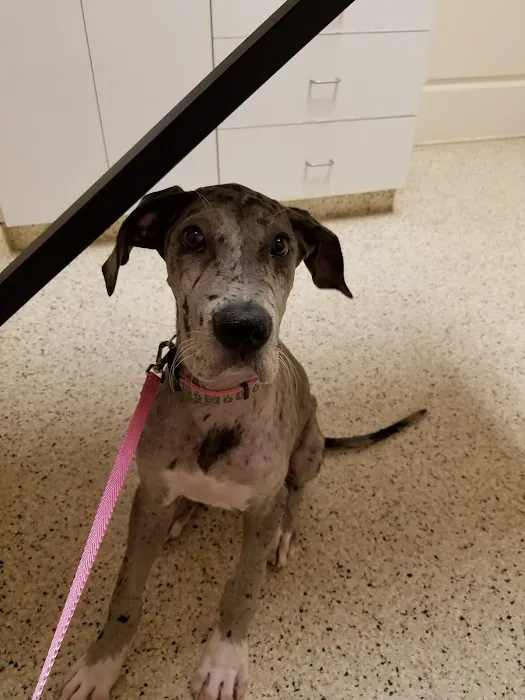 Lakeside Animal Hospital 12