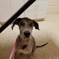 Lakeside Animal Hospital ico