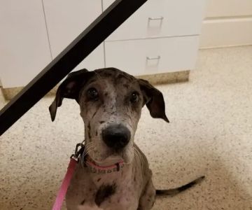 Lakeside Animal Hospital
