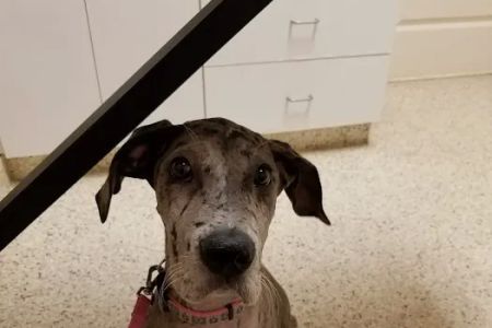 Lakeside Animal Hospital