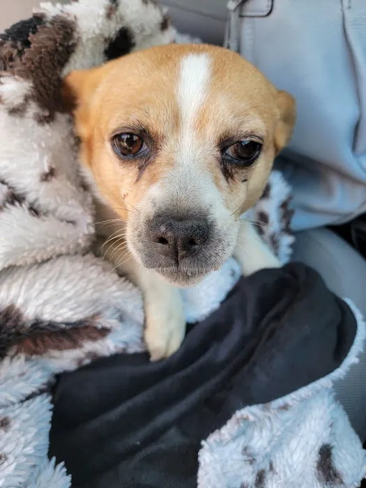 Buies Creek Veterinary Hospital and Dental Clinic 7