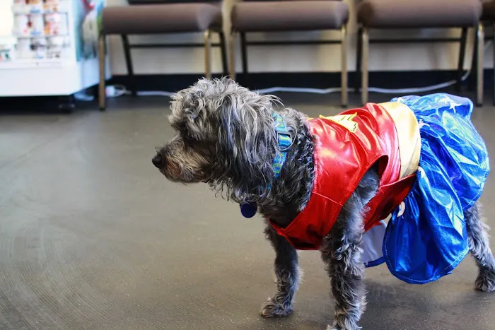 Buies Creek Veterinary Hospital and Dental Clinic 3