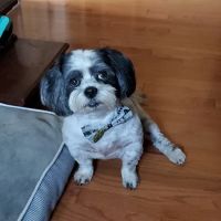 Lillington Veterinary Hospital ico