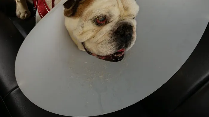 Lillington Veterinary Hospital 2