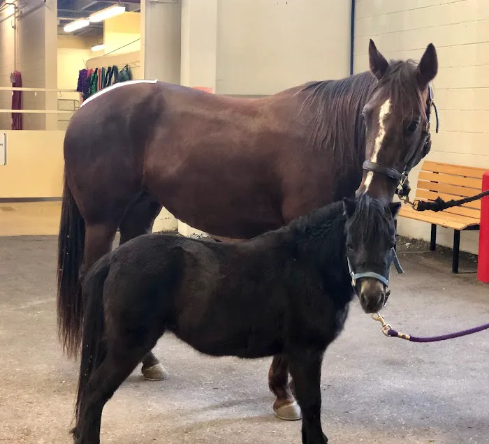 Colorado State University Veterinary Teaching Hospital 3