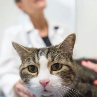 Colorado State University Veterinary Teaching Hospital ico