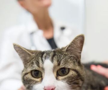 Colorado State University Veterinary Teaching Hospital