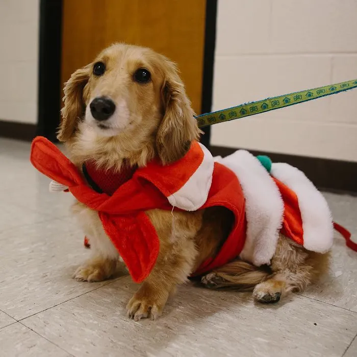 Colorado State University Veterinary Teaching Hospital 10