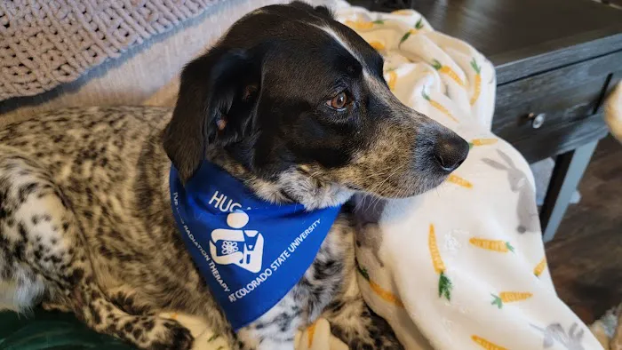CSU Flint Animal Cancer Center 2
