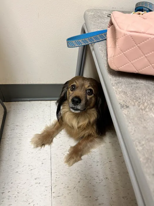 CSU Flint Animal Cancer Center 9