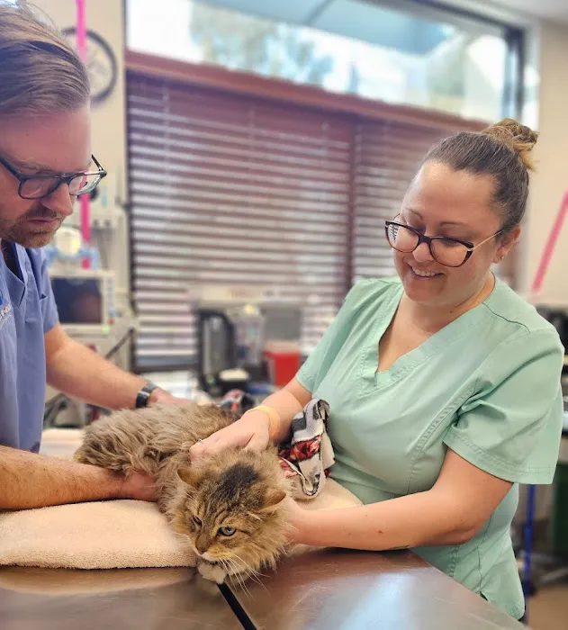 Animal Works - Veterinary Surgery 3