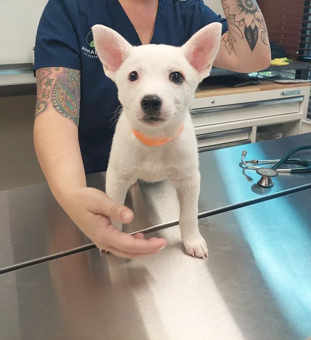Animal Works - Veterinary Surgery 10