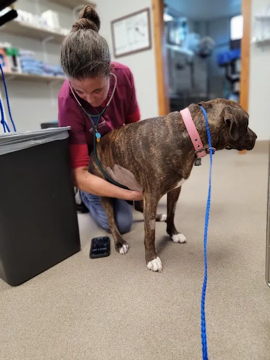 Animal Works - Veterinary Surgery 5