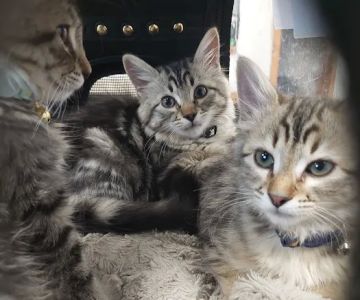 Animal Works - Veterinary Surgery