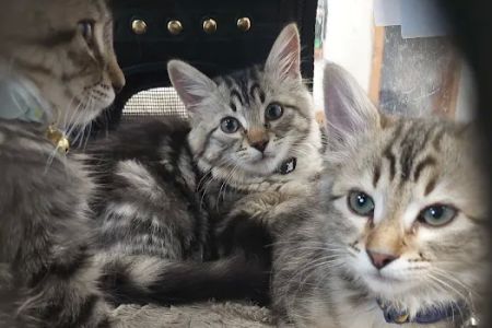 Animal Works - Veterinary Surgery
